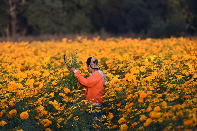 Garantizado abasto de flores para celebración de Día de Muertos:  Agricultura | Efekto10